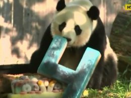 У зоопарку Вашингтона привітали гігантську панду з днем народження