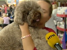 В Киеве открылась международная выставка собак