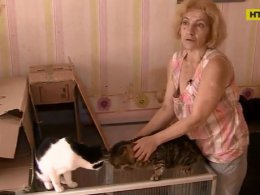 70 котів котів та семеро собак утримує пенсіонерка у двокімнатній квартирі