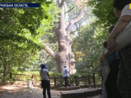 На Черкащині гине легендарний дуб, якому 1100 років