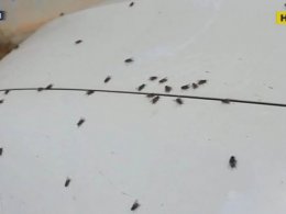 Мільйони мух перетворили на пекло життя мешканців села у Челябінській області Росії