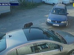 В Лубнах водитель переехал собаку-охранника и убежал