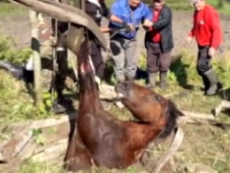 На Львівщині врятували коня, який впав у шестиметровий колодязь