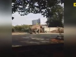 В Харькове возле детского сада разгуливал слон
