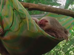 Притулок для лінивців у Коста-Ріці за 12 років врятував сотню звірів