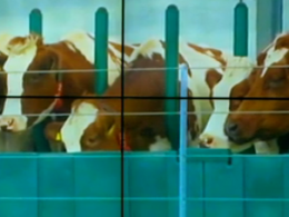 В порту Роттердама появилась плавучая ферма, в которой живут 32 коровы