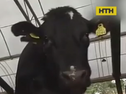На Британській фермі  корів під'єднали до мережі 5G