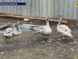 Во дворе пенсионерки внезапно поселились две пары маленьких лебедей