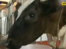 В Японии умерла первая в мире клонированная корова Кага
