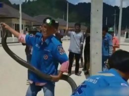Велетенська кобра наробила переполоху в туристичному кварталі в Таїланді