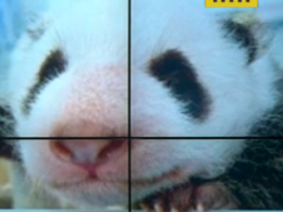 Двое детенышей панды открыли глаза в берлинском зоопарке