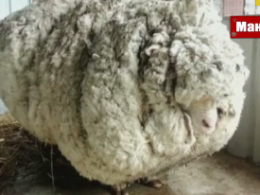 В Австралии умерла самая лохматая в мире овца