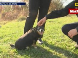 На Закарпатье собака спасла своего владельца