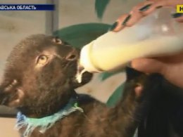 На Полтавщині в екопарку відвідувачам уперше показали дитинча пантери