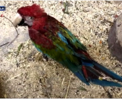 Пару викрадених червоних папуг Ара, яких викрали з Луцького зоопарку, знайшли