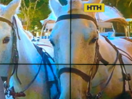 Городские власти Львова на неделю запретили катать людей на лошадях и конных экипажах