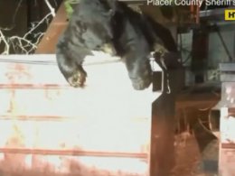 В Калифорнии медведь залез в мусорный контейнер, чтобы подъесть и застрял