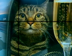 Образа на кота: авіакомпанія Аерофлот списала чоловіку 400 тисяч бонусних миль