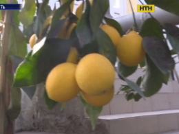На Черкащині вирощують лимони