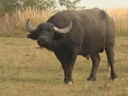 Немецкий фермер возрождает популяцию карпатских буйволов на Закарпатье