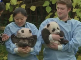 В бельгийском зоопарке показали уникальных детенышей-близнецов панды