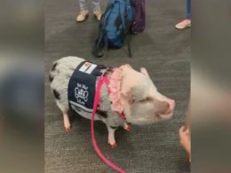 В аеропорту Сан-Франциско працює свинка Лілу