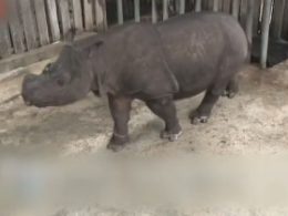 Единственная самка суматранского носорога умерла в Малайзии