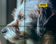 В Днепропетровской области мужчина выбросил собаку из окна четвертого этажа