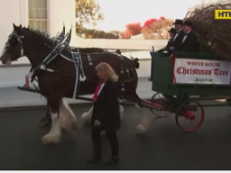 Телега с лошадьми привезла рождественскую елку в Белый дом