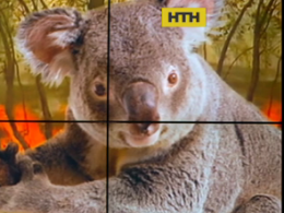 В Австралії померла коала, яку минулого тижня врятували з лісової пожежі