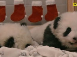 Трехмесячные близнецы-панденята в Берлинском зоопарке готовятся к первому Рождеству