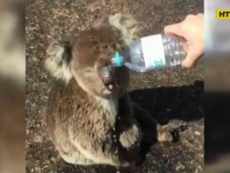 Жительница Харькова помогает австралийским животным, пострадавшим в результате пожаров