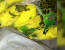 50 птенцов попугаев выбросили неизвестные в лесу на окраине Харькова