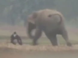 В Індії слон напав на людей