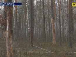 На Рівненщині висихають ліси