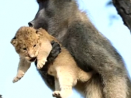 Бабуїн врятував левеня від зграї мавп