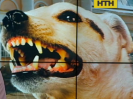 Во Львове разыскивают собаку, которая покусала уже почти 2 десятка человек
