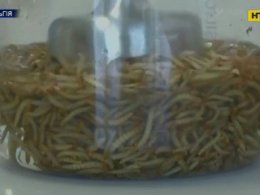 В Бельгии начали использовать жир личинок насекомых