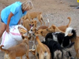 В Египте женщину загрызли собаки, за которыми она ухаживала