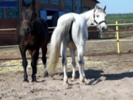 На Харьковщине правоохранители разыскивают лошадей, которых похитили из частного домовладения