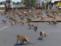 Стаи голодных обезьян захватывают города в Таиланде