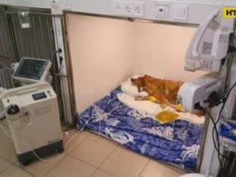 В Одесі отруїли собаку начебто через коронавірус