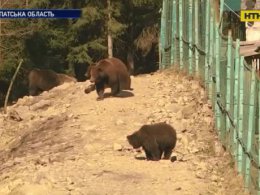 Закарпатські ведмеді теж чекають завершення карантину