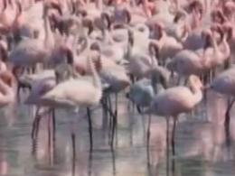 В Мумбаи десятки тысяч фламинго заполонили местное озеро