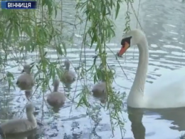 В Виннице семья лебедей вывела потомство на небольшом озере, среди многоэтажек