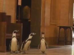 Работники зоопарка в США устроили экскурсию в музей пингвинам