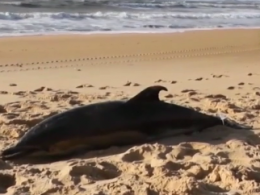 На атлантическом побережье Франции массово гибнут дельфины