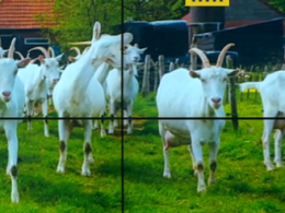 Через карантин тернопільські кози залишилися без конкурсу краси