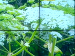 Борщевик Сосновского - почему это растение такое ядовитое и как с ним бороться