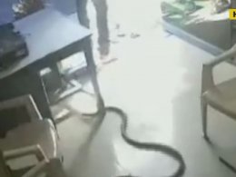 В Индии обиженный мужчина выпустил на автозаправке трех змей